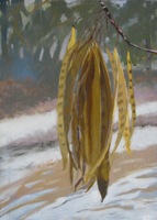 Mimosa Bean Pods II   14x10   Oil on Paper   2011